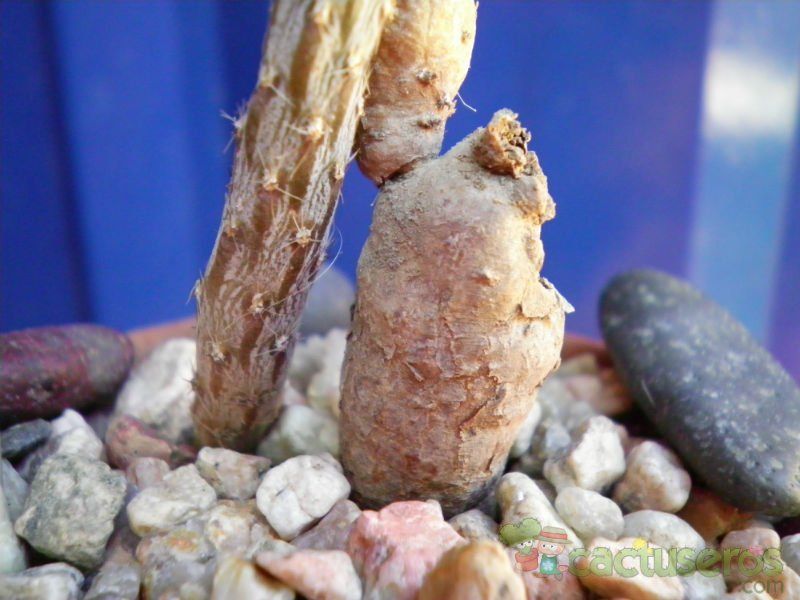 Una foto de Pterocactus tuberosus