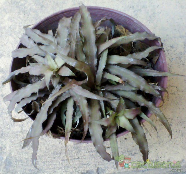 A photo of Cryptanthus bivittatus