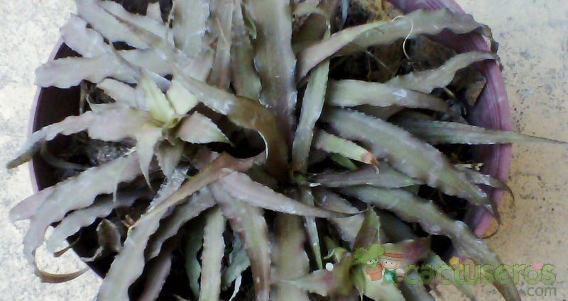 A photo of Cryptanthus bivittatus