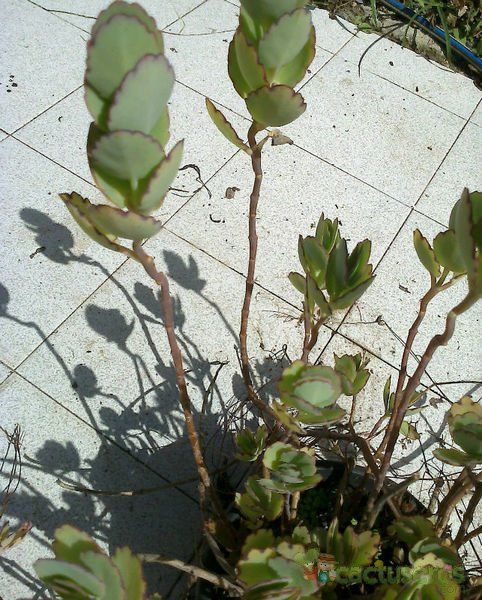Una foto de Kalanchoe laxiflora