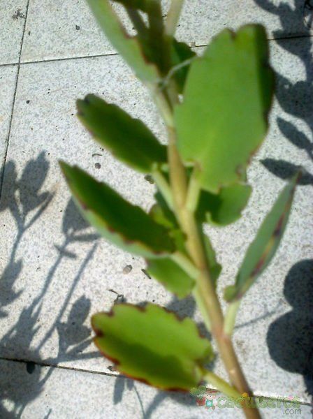 A photo of Kalanchoe laxiflora