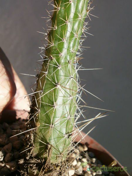 A photo of Peniocereus serpentinus