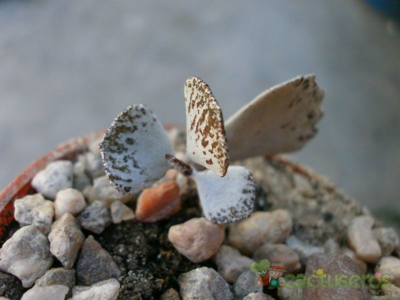 Una foto de Kalanchoe rhombopilosa