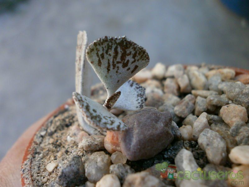 Una foto de Kalanchoe rhombopilosa
