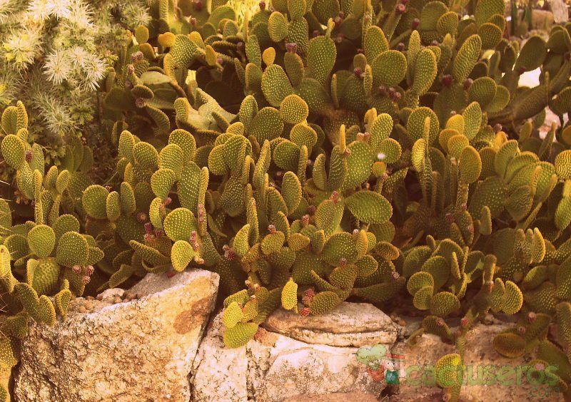 A photo of Opuntia microdasys subsp. microdasys