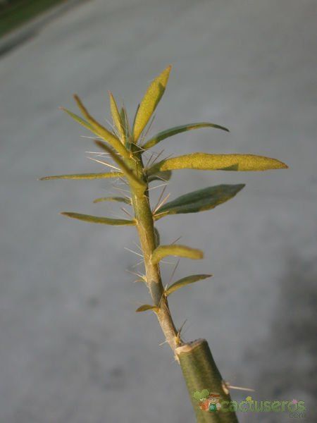 Una foto de Pereskiopsis diguetii