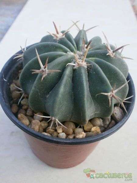 Una foto de Echinocactus texensis