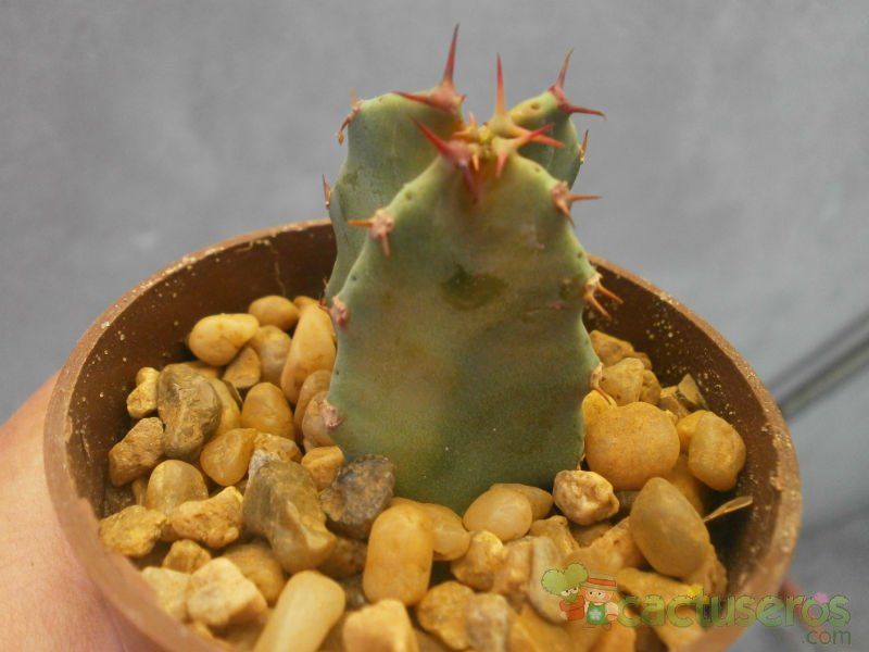 Una foto de Euphorbia resinifera
