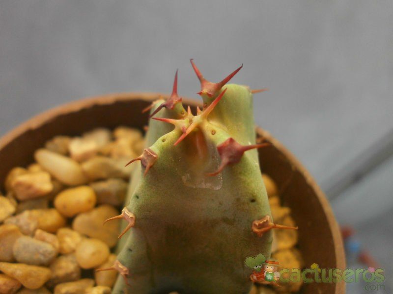 Una foto de Euphorbia resinifera