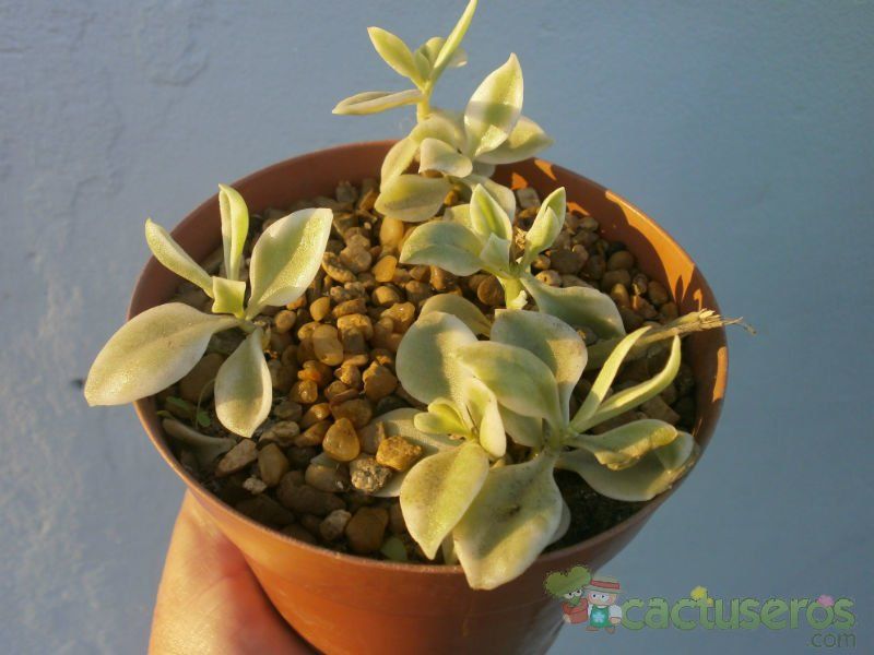 A photo of Mesembryanthemum cordifolium fma. variegada