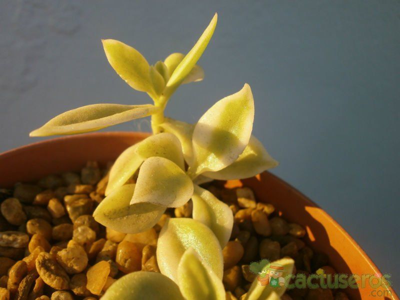 A photo of Mesembryanthemum cordifolium fma. variegada