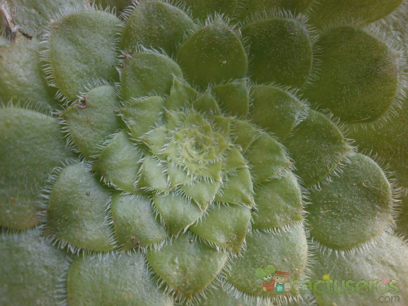 A photo of Aeonium tabuliforme