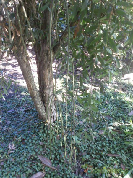 Una foto de Rhipsalis floccosa