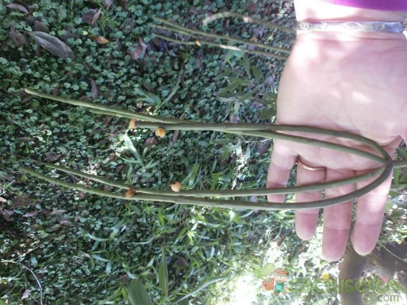 Una foto de Rhipsalis floccosa