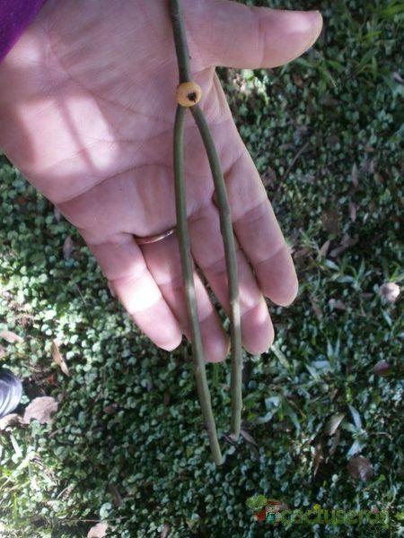 Una foto de Rhipsalis floccosa