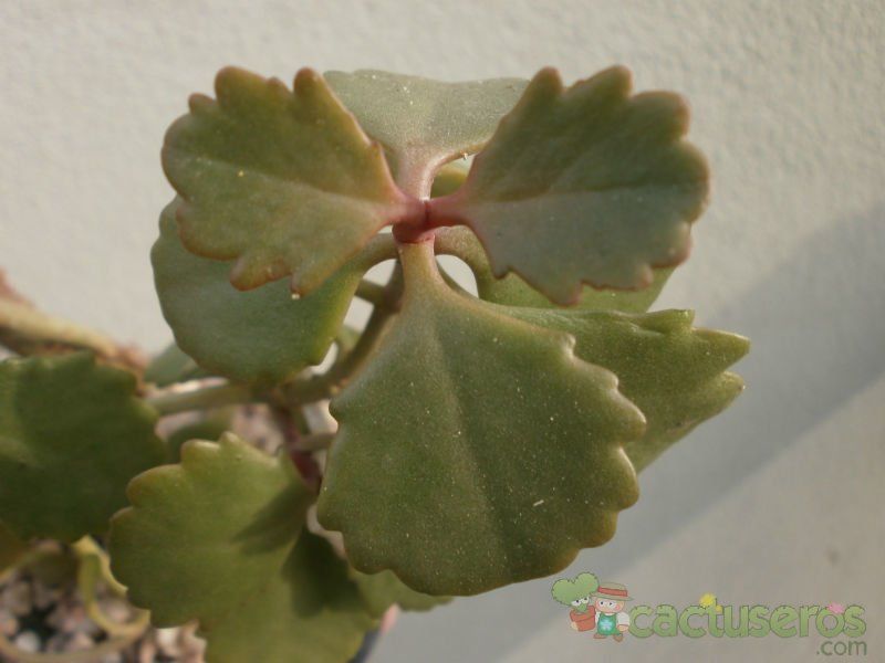 A photo of Kalanchoe sexangularis