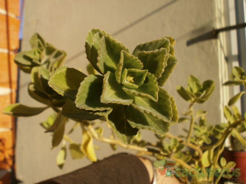 Una foto de Plectranthus neochilus