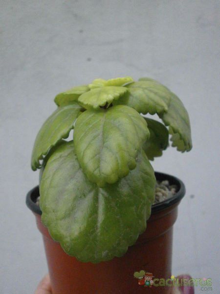 A photo of Plectranthus verticillatus