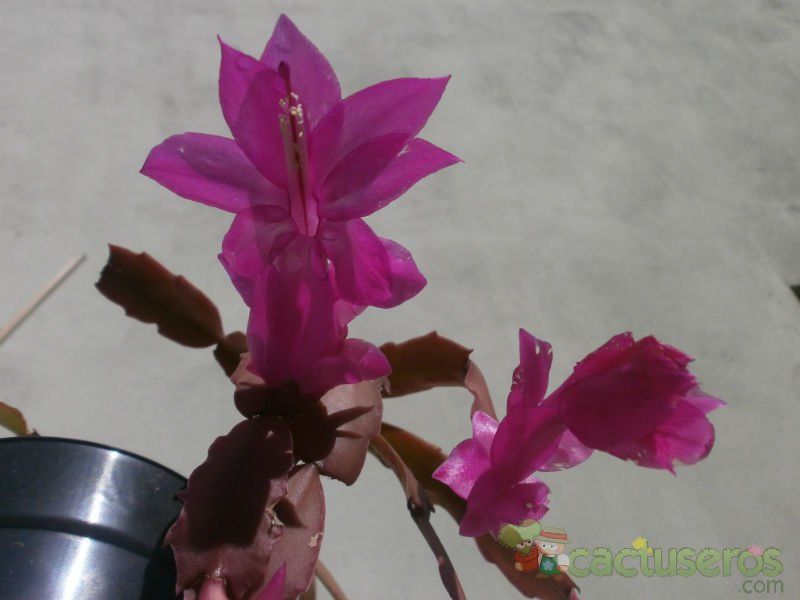 Una foto de Schlumbergera truncata