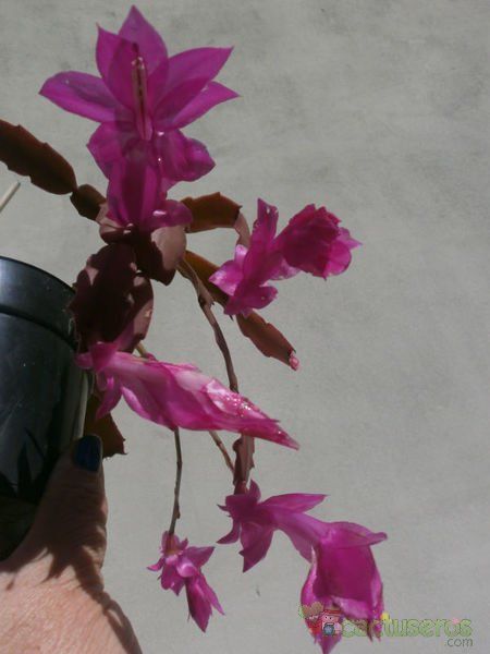 Una foto de Schlumbergera truncata