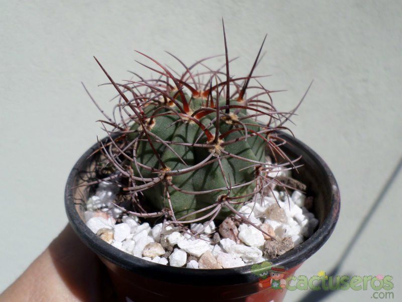 Una foto de Denmoza rhodacantha