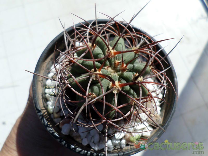 Una foto de Denmoza rhodacantha