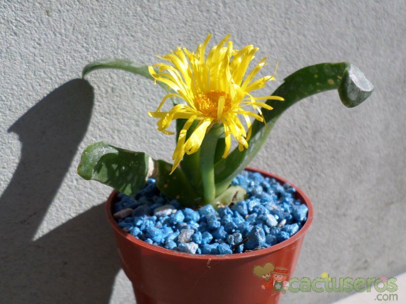 A photo of Glottiphyllum longum