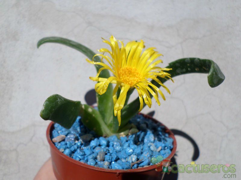 A photo of Glottiphyllum longum