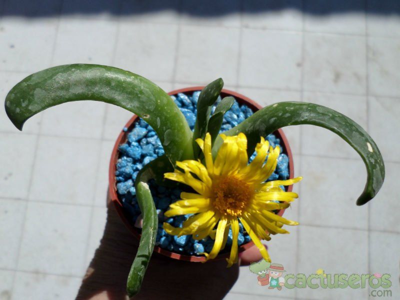 A photo of Glottiphyllum longum