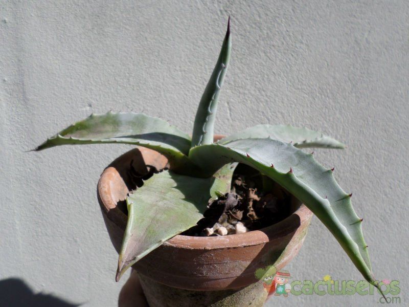 Una foto de Agave americana