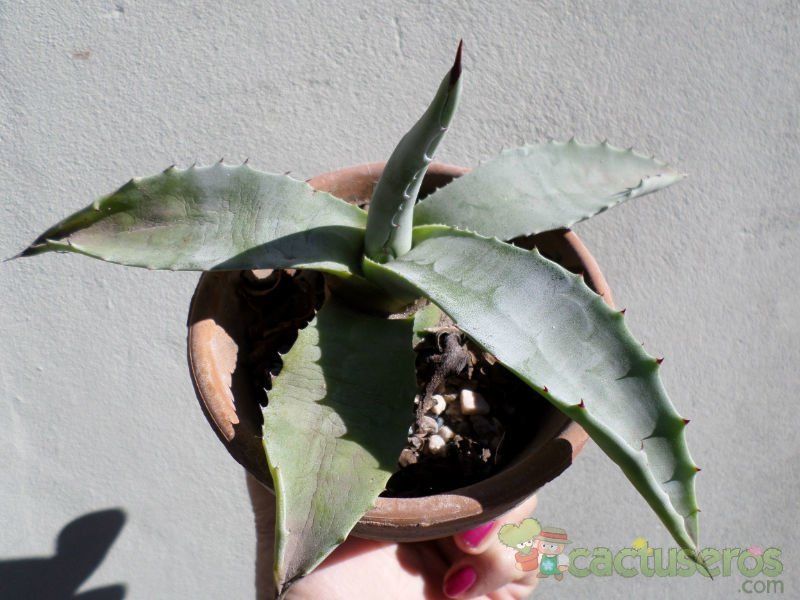 Una foto de Agave americana