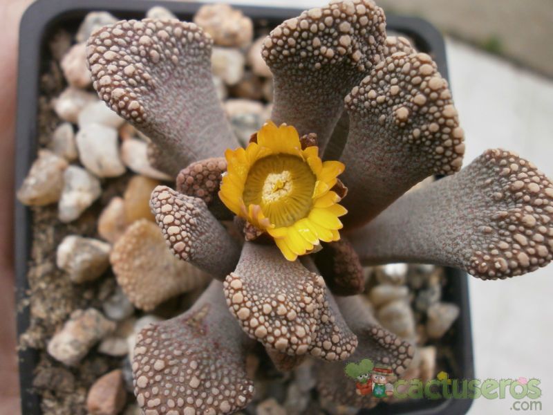 A photo of Titanopsis calcarea