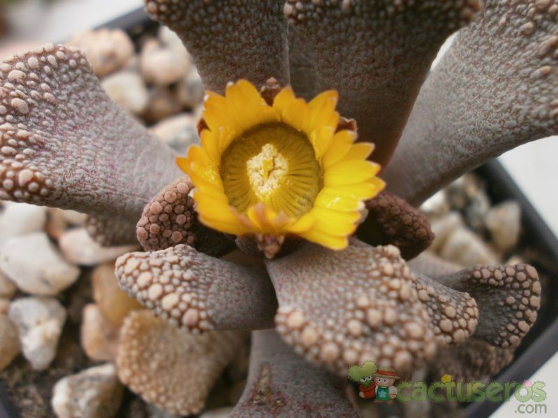 A photo of Titanopsis calcarea