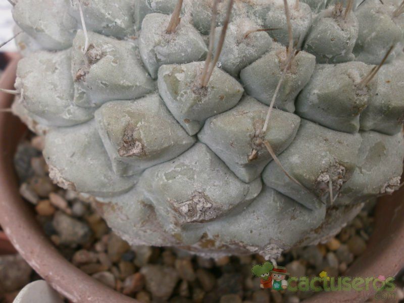 A photo of Strombocactus disciformis