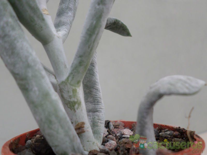 Una foto de Cotyledon orbiculata var. flanaganii