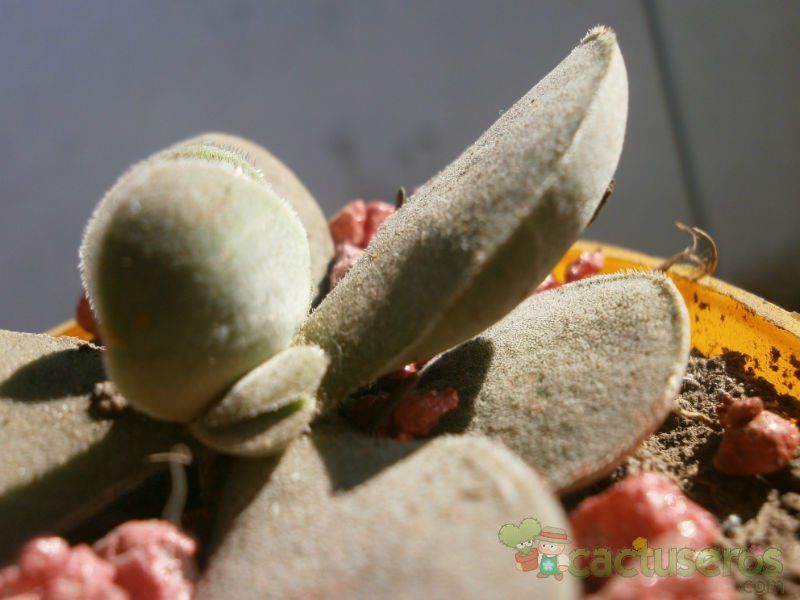 A photo of Crassula cotyledonis