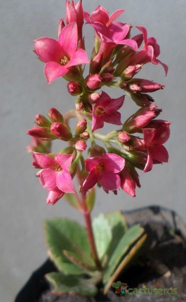 A photo of Kalanchoe blossfeldiana