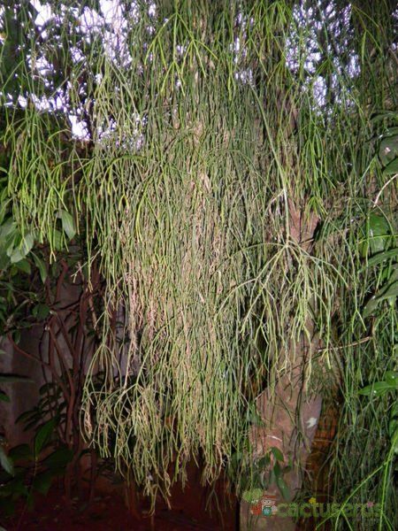 A photo of Rhipsalis burchellii