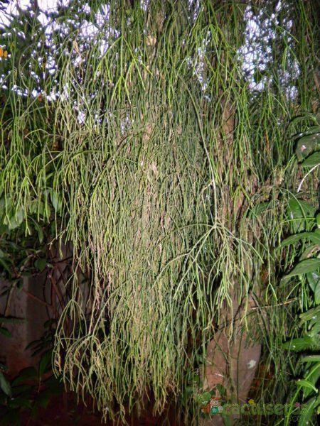 A photo of Rhipsalis burchellii