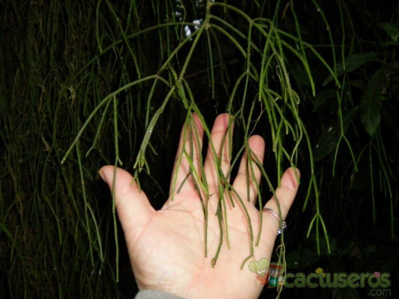 A photo of Rhipsalis burchellii