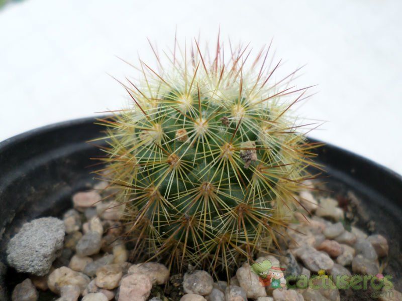 A photo of Mammillaria densispina