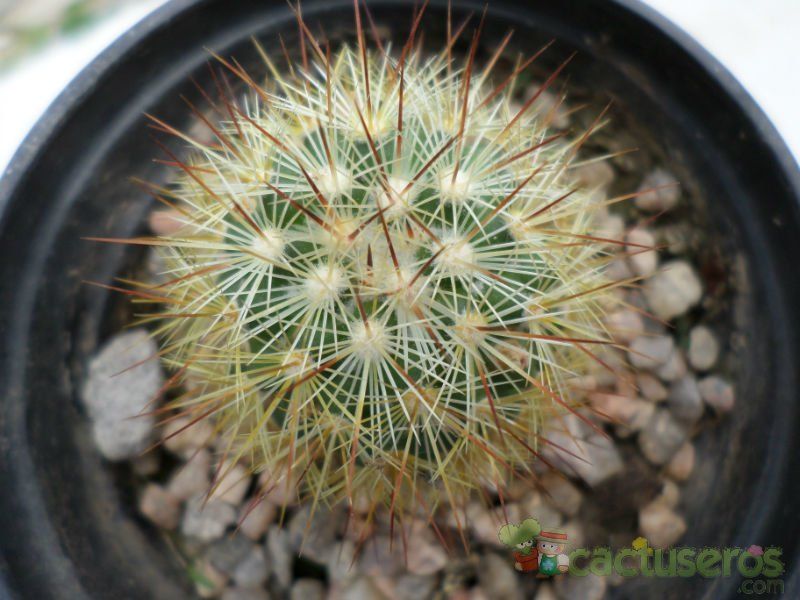 A photo of Mammillaria densispina