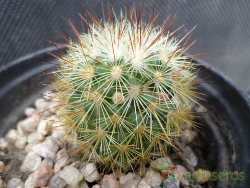 A photo of Mammillaria densispina