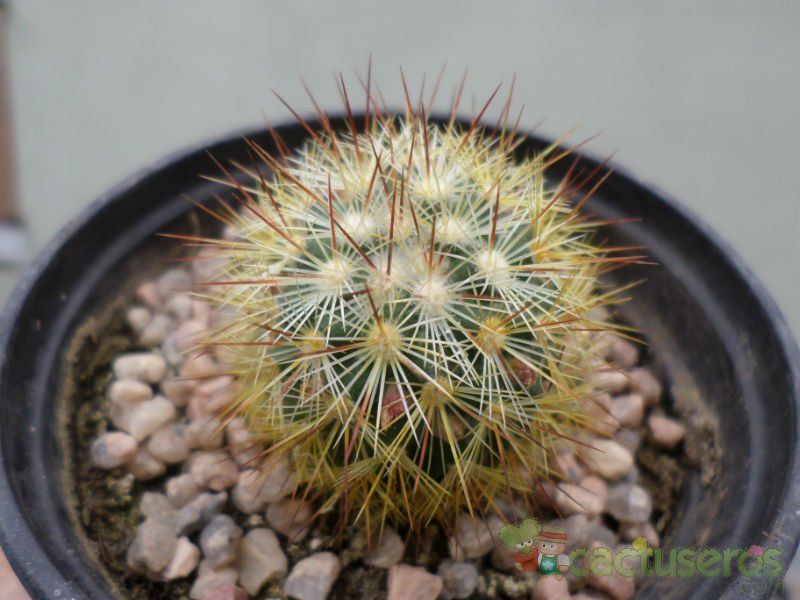 A photo of Mammillaria densispina