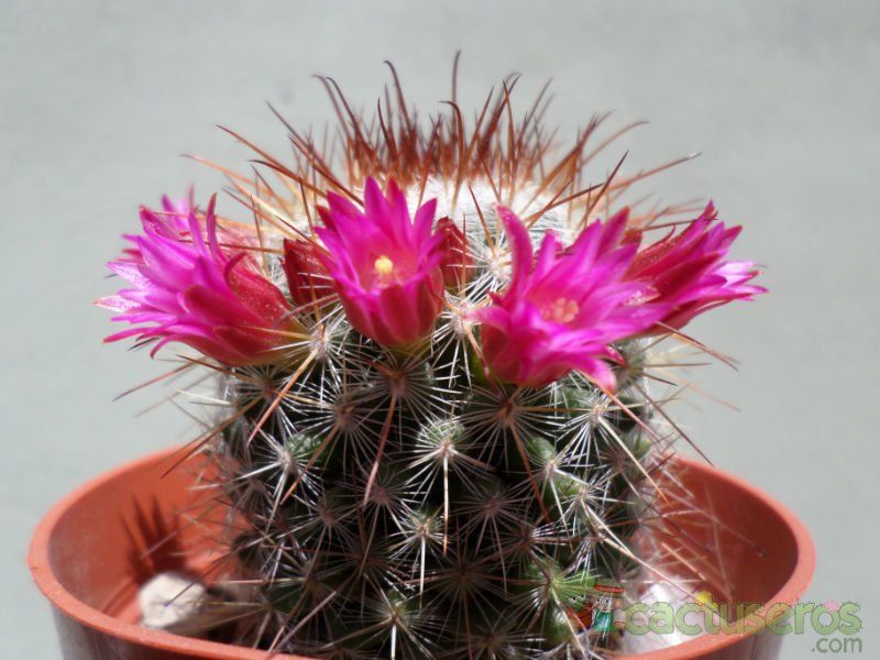 Una foto de Mammillaria nunezii