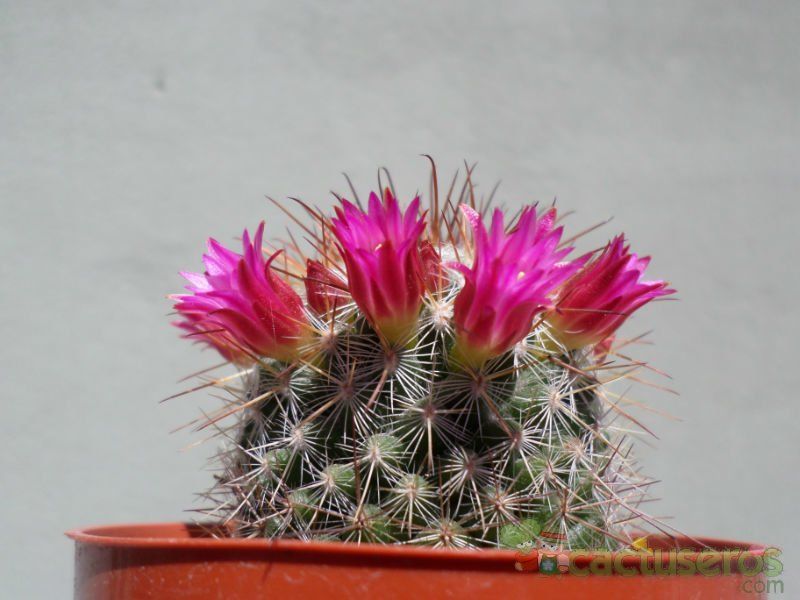 Una foto de Mammillaria nunezii