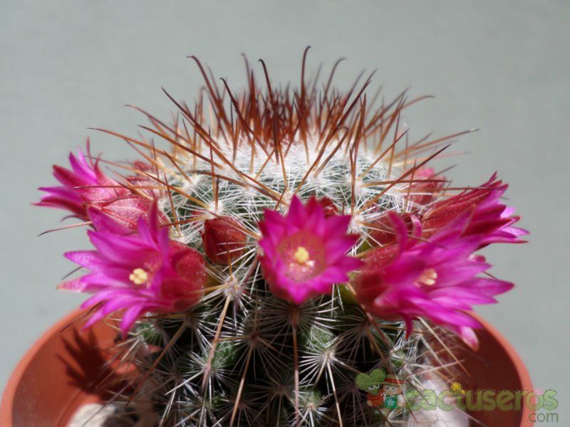 Una foto de Mammillaria nunezii