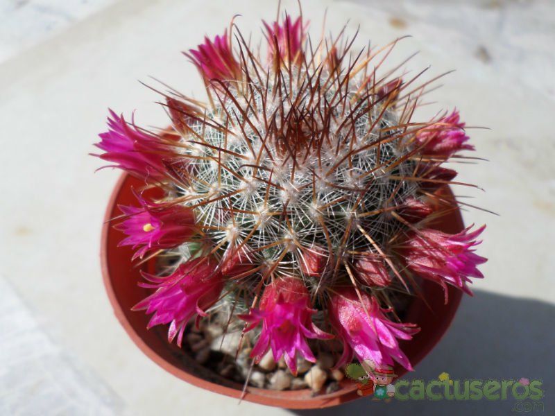 Una foto de Mammillaria nunezii
