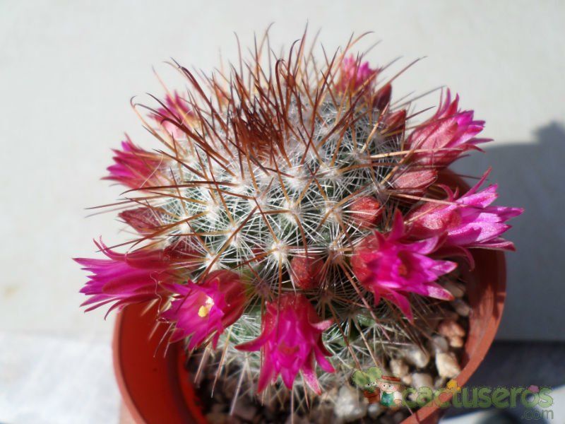 Una foto de Mammillaria nunezii