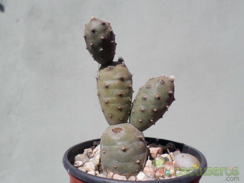 A photo of Tephrocactus diadematus